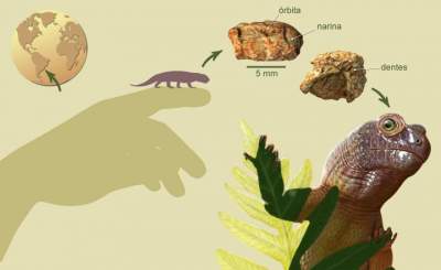 Paleontólogos da UFSM descobrem crânio fóssil com menos de 1 centímetro em Novo Cabrais 