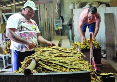 Enfardamento do tabaco avança no município