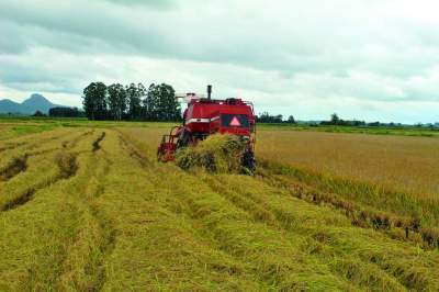 Trabalho da colheita do arroz se intensifica em Candelária