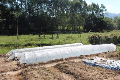 Tabaco: agricultor antecipa semeadura em canteiros