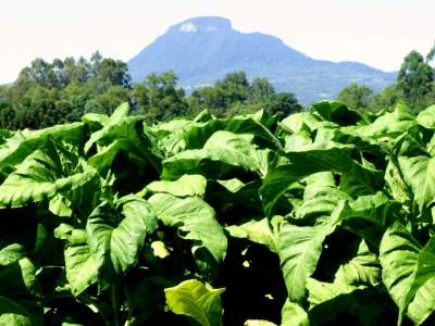 TABACO: reuniões sobre preço ocorrem nos dias 15 e 16