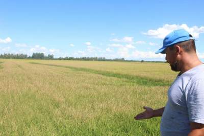 Em sua plantação de arroz, o produtor projeta um prejuízo 4 vezes maior em relação à última safra | Foto: Arthur L. Mallmann / Folha de Candel