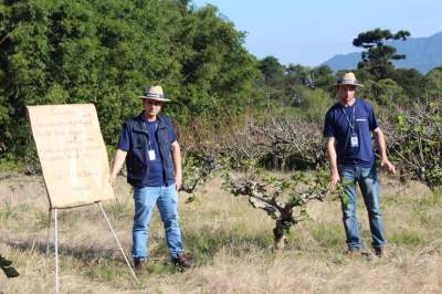 Técnicos da Emater em demostração sobre o manejo de figueiras