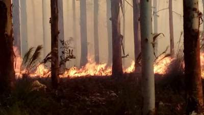 Bombeiros Voluntários controlam incêndio em mato de eucalipto