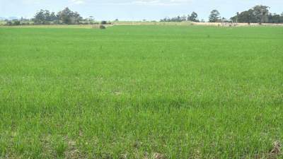 Área plantada de trigo será menor no município