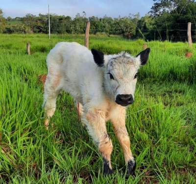 Brasil tem primeiros nascimentos de animais da raça Speckle Park
