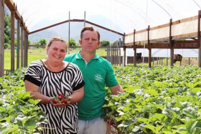 Josiane e Adriano Goelzer: carinho e dedicação no cultivo dos morangos