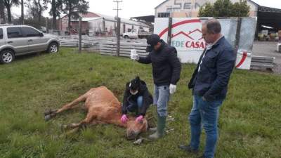 Égua abandonada na RSC-287 é medicada e reabilitada