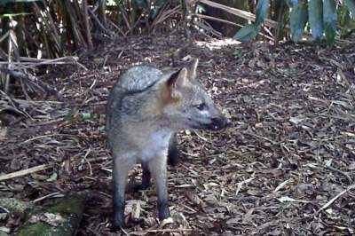 Graxaim-do-mato (Imagem: Leopardus do Sul)