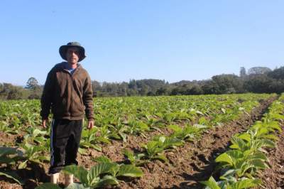 Fumo, produtores fazem experimentos com plantio antecipado na Sesmaria do Cerro