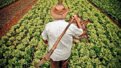 Programa Desenrola Rural entra em vigor nesta segunda