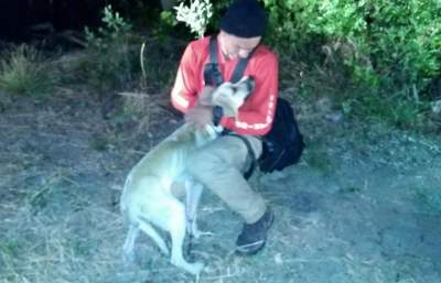 Bombeiros resgatam cachorro que caiu em penhasco de 30 metros