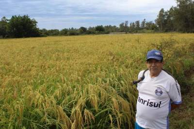 Arroz japonês, uma raridade em Candelária