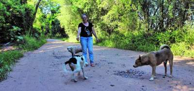 Cuidadora denuncia envenenamento de cães resgatados 