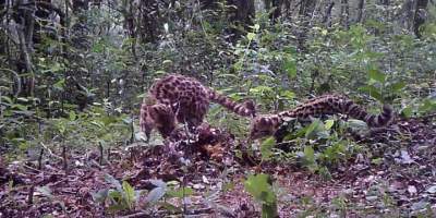 Gatos-maracajás (Imagem: Leopardus do Sul)