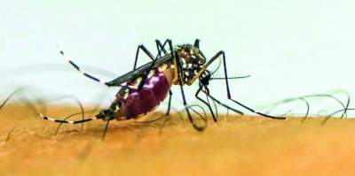 Casos de dengue aumentam e alertam para risco de agravamento