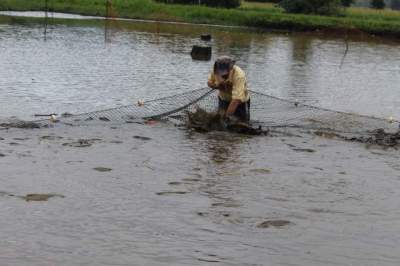 Ainda dá tempo de comprar peixe