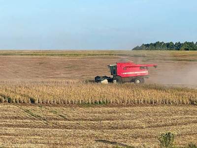 Balanço da safra não é positivo para a maioria dos produtores de soja 