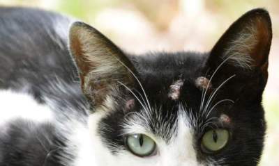 ONG alerta para caso de esporotricose confirmado em Candelária