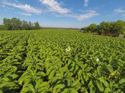 Exemplo brasileiro em produção sustentável será apresentado durante o Agro-Phyto - Crédito: Sinditabaco