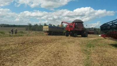 Colheita de soja chega aos 25% em Candelária