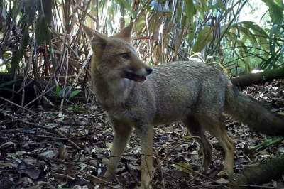 Graxaim-do-campo (Imagem: Leopardus do Sul)