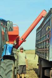 Produtor Elói Hintz teme perdas com a queda do preço do produto