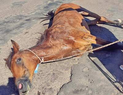Morte de cavalo evidencia falhas na assistência e resgate de animais em Candelária