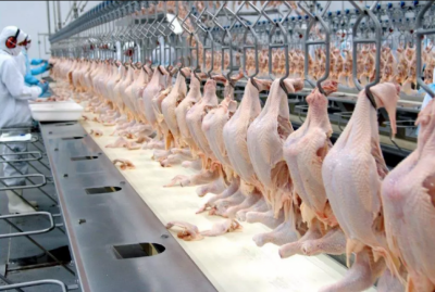 Gripe aviária não deve impactar preço da carne de frango, diz ministro