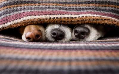 Cuidados com pets no Inverno